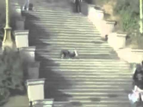 Longest Fall Down Stairs Ever (funny)